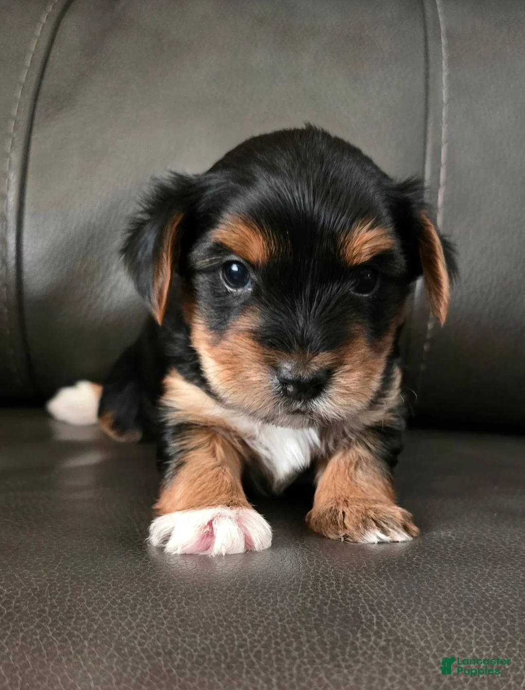 Yorkshire Terrier dogs for sale: Boots  - Ad 1