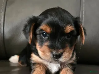 Yorkshire Terrier dogs Boots - Ad 8