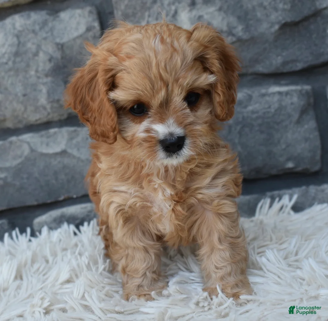 Cavapoo dogs for sale: Skye - Ad 2