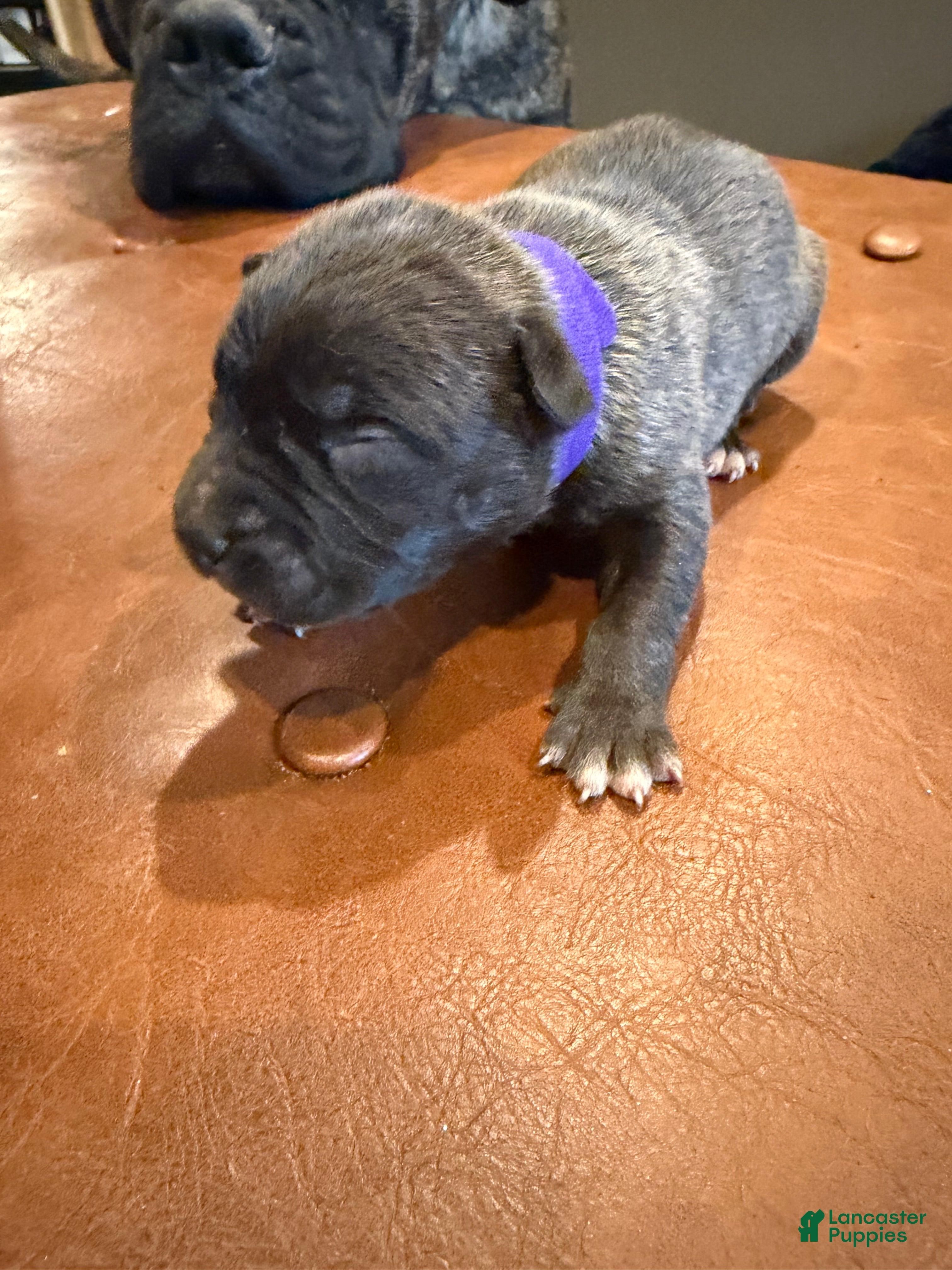 Mixed Breed dogs Mixed Breed Puppy 7 - Ad 29