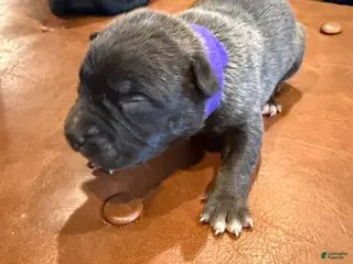 Mixed Breed dogs Mixed Breed Puppy 7 - Ad 29