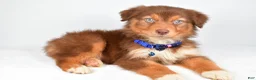Australian Shepherd dogs for sale: Echo - Ad 7
