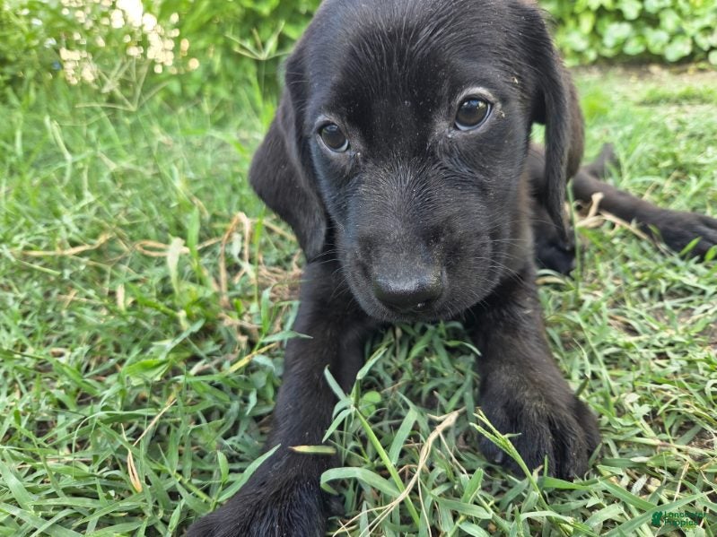 Labrador Retriever dogs Shadow - Ad 1