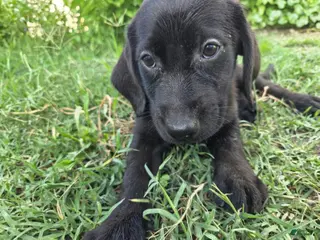 Labrador Retriever dogs for sale: Shadow - Ad 3