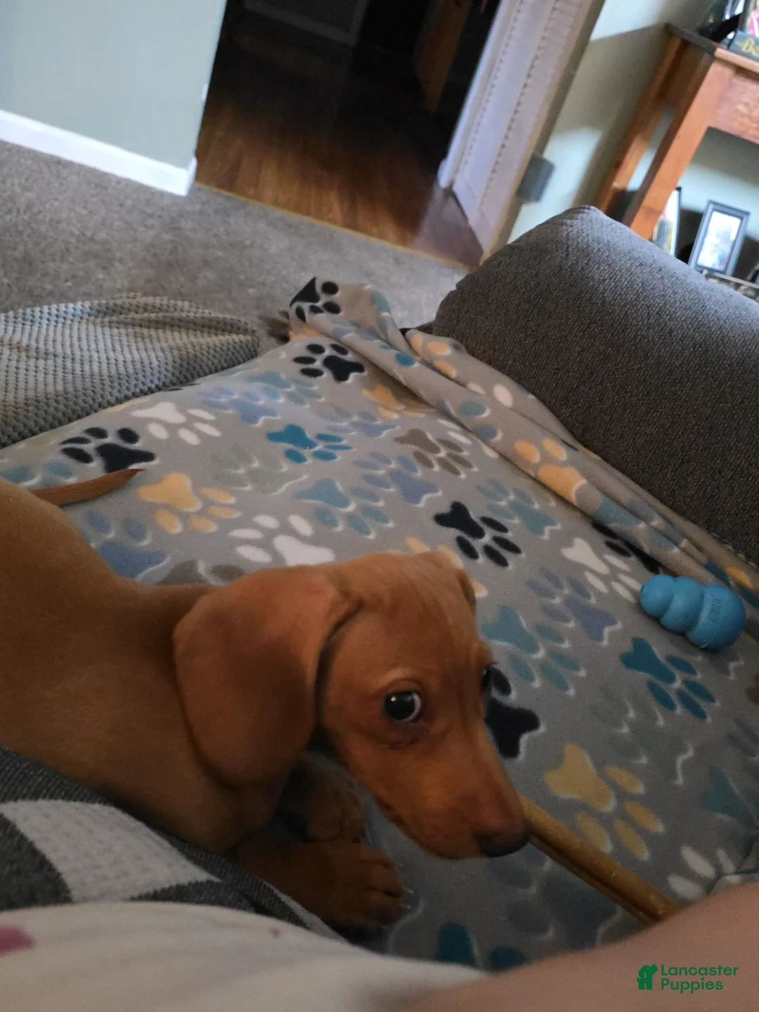 Miniature Dachshund dogs for sale: Miniature Dachshund Puppy  - Ad 2