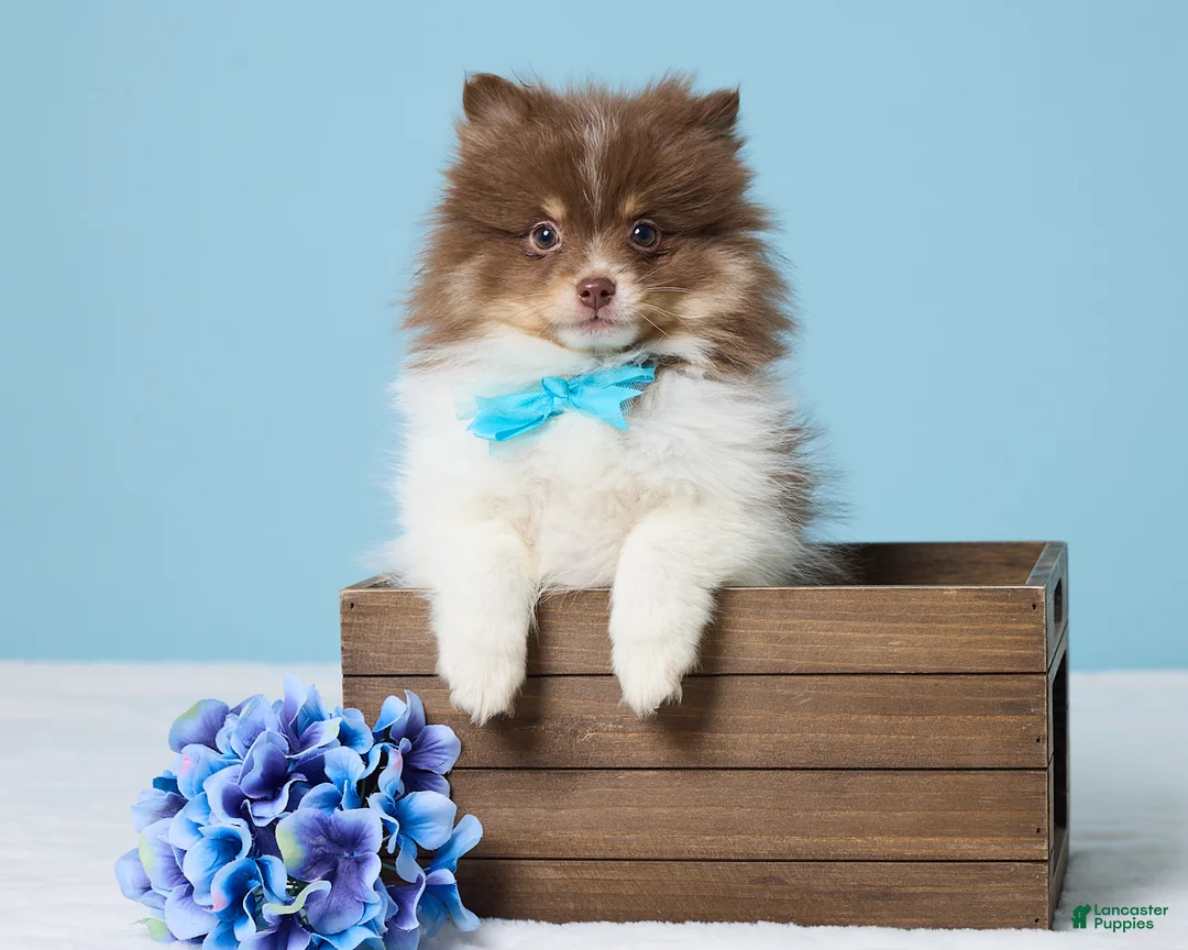 Pomeranian dogs for sale: Jerry - Ad 1