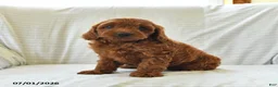 Mini Goldendoodle dogs for sale: Layla - Ad 3