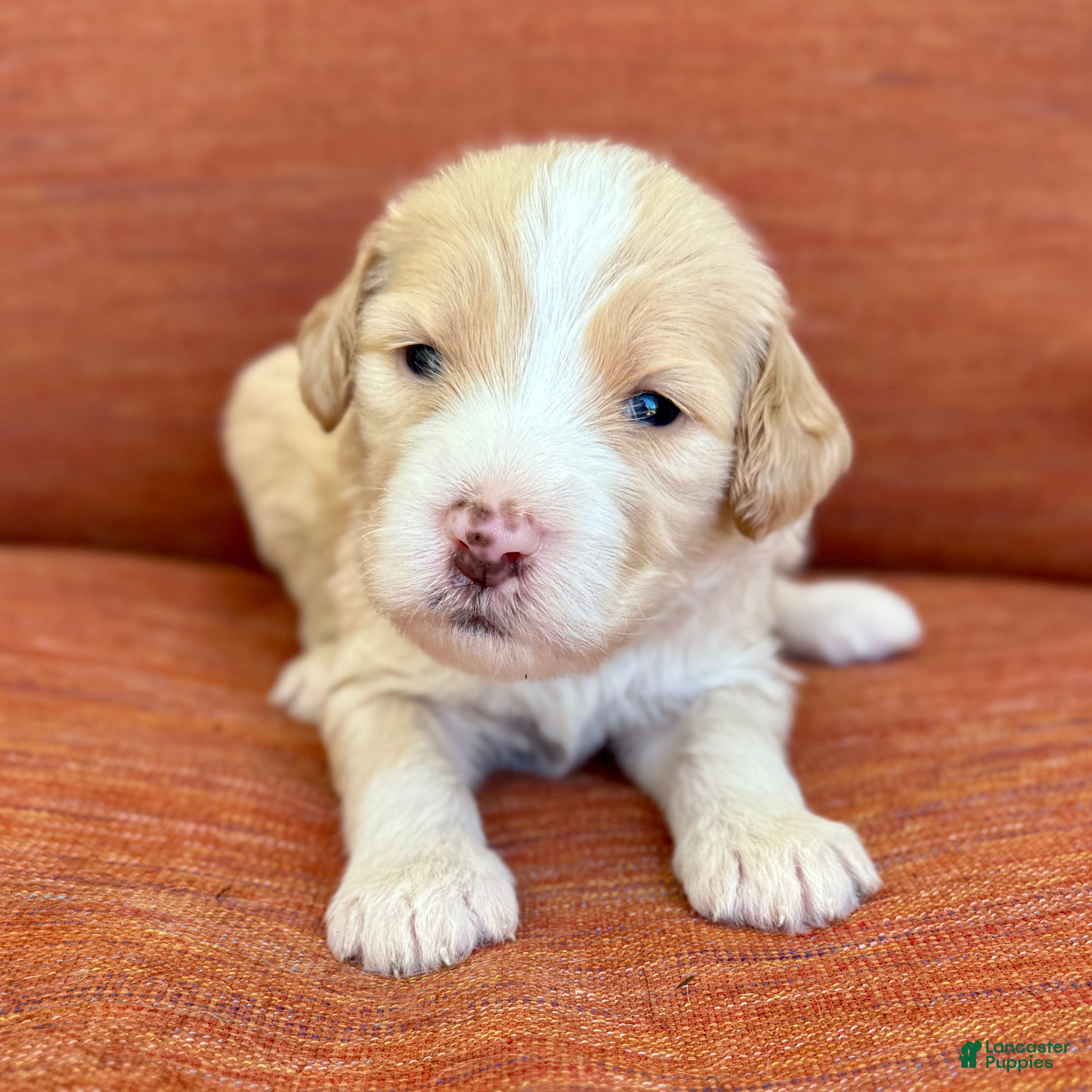 Bernedoodle dogs Jinx - Ad 1
