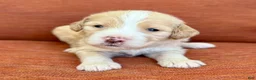 Bernedoodle dogs for sale: Jinx - Ad 3