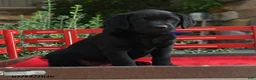 Labrador Retriever dogs for sale: Beauty - Ad 5