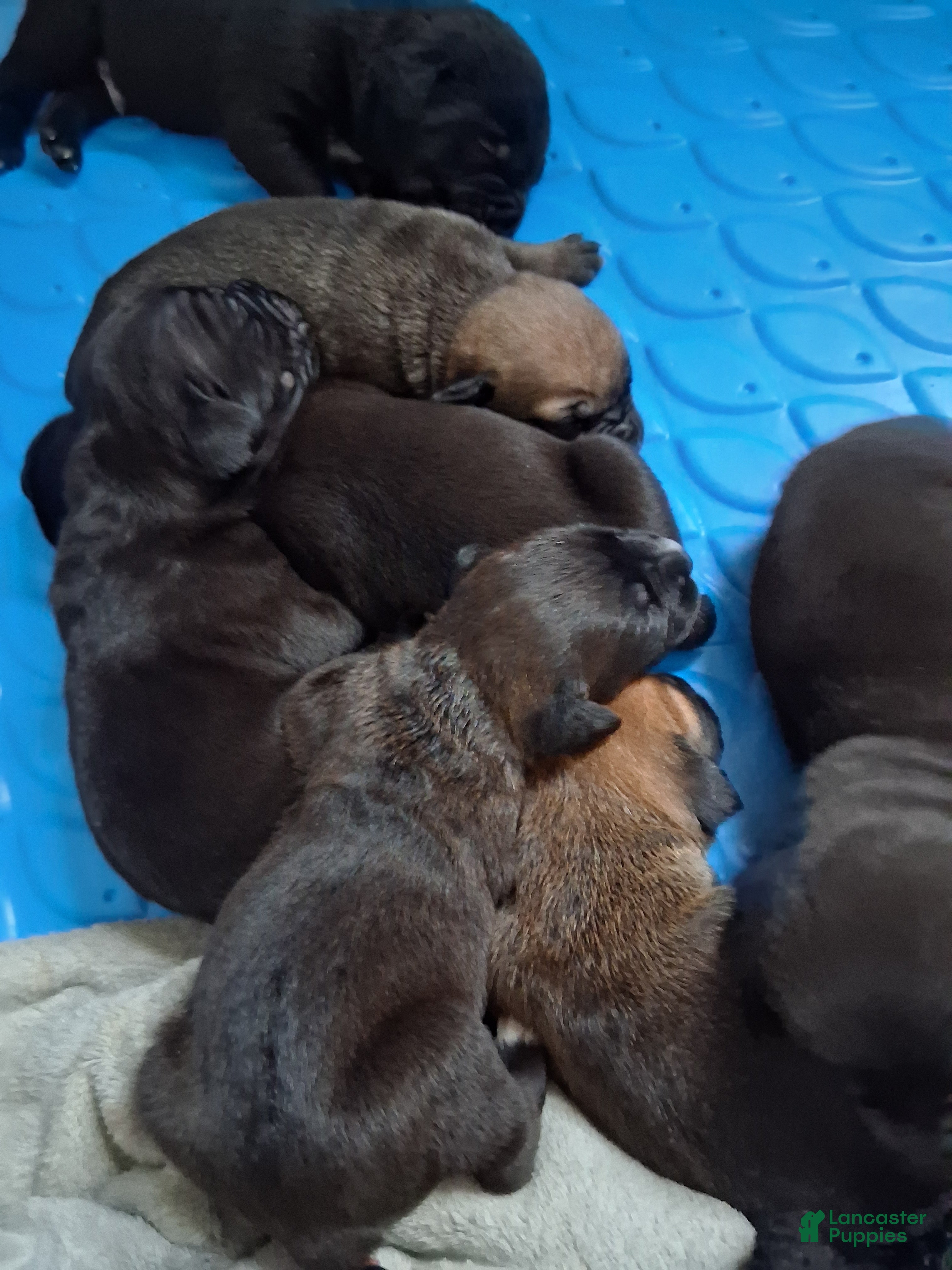 Cane Corso dogs Cane Corso Puppy 12 - Ad 6