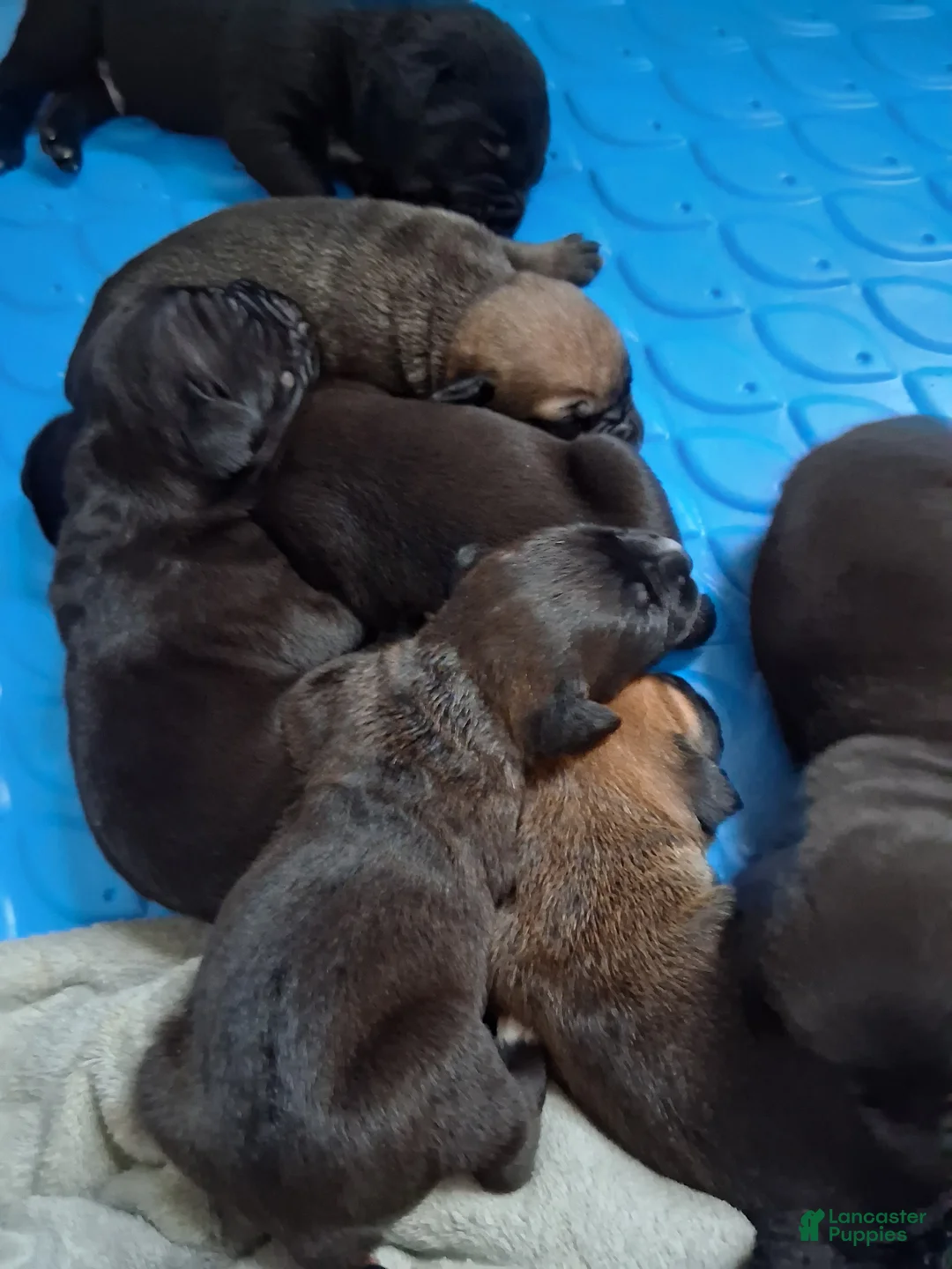Cane Corso dogs for sale: Cane Corso Puppy 12 - Ad 1