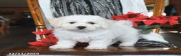 Bichon Frise dogs for sale: Annie - Ad 5