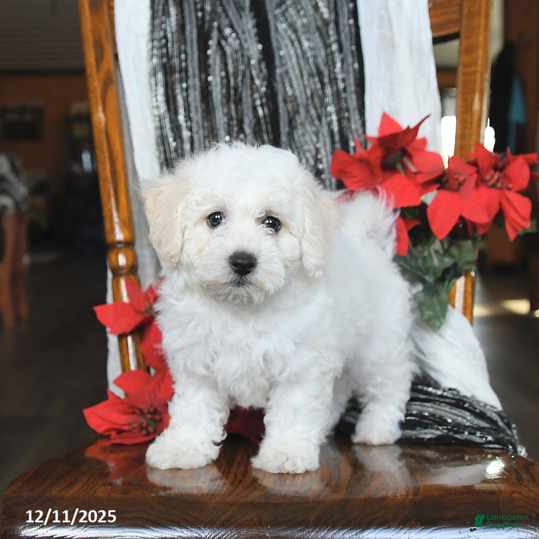 Bichon Frise dogs for sale: Annie - Ad 5