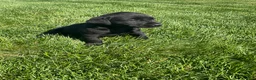Labrador Retriever dogs for sale: Daisy - Ad 6