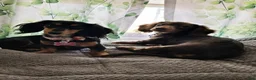 Miniature Dachshund dogs for sale: Chrome - Ad 6