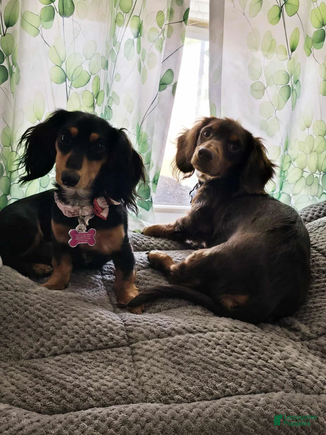 Miniature Dachshund dogs for sale: Chrome - Ad 6