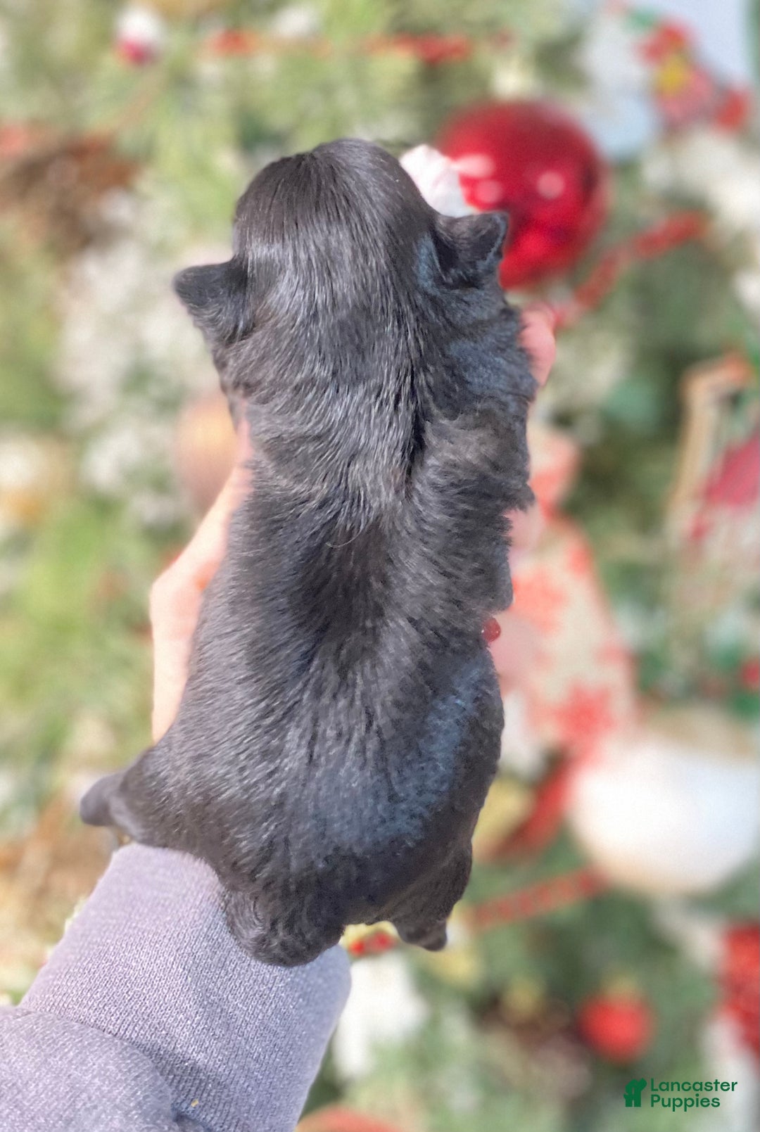 Shihpoo dogs for sale: Shihpoo Puppy 1 - Ad 2