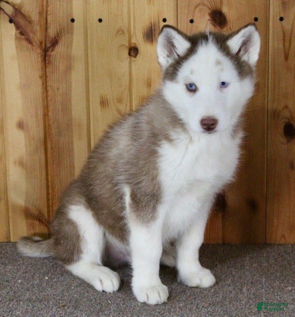 Siberian Husky dogs Dexter - Ad 2