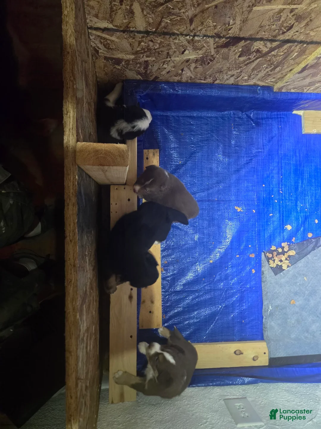 Gallery Image {{count}}