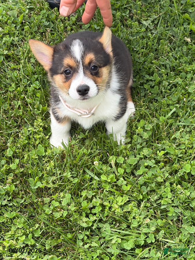 Welsh Corgi Pembroke dogs Dee  - Ad 1