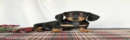 Miniature Dachshund dogs for sale: Louie - Ad 1