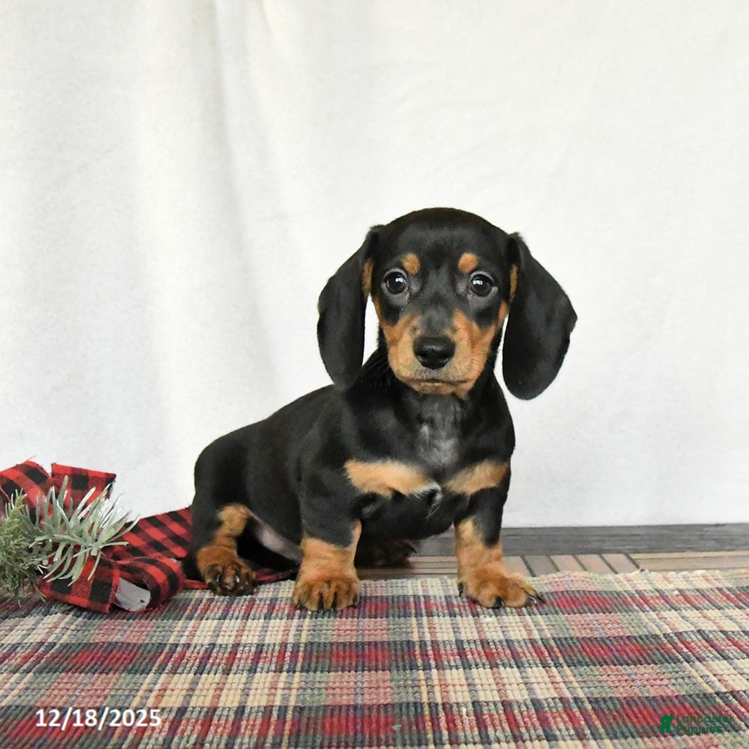 Miniature Dachshund dogs for sale: Louie - Ad 1