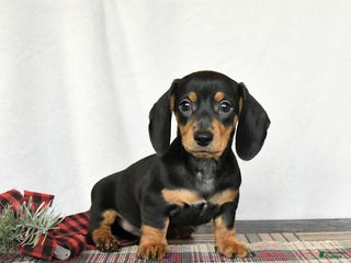 Miniature Dachshund dogs Louie - Ad 10