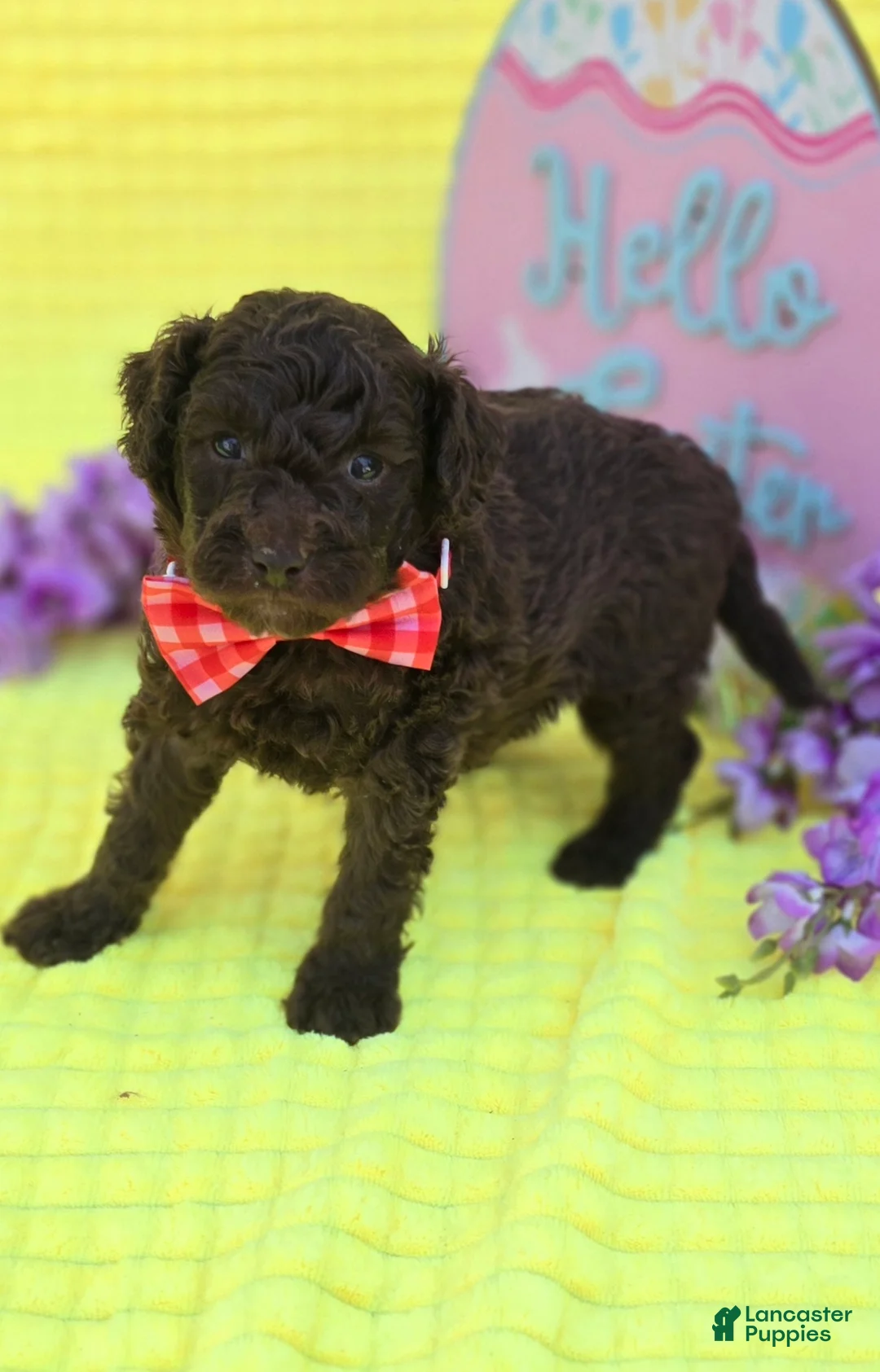 Mini Goldendoodle dogs for sale: Alfie - Ad 2