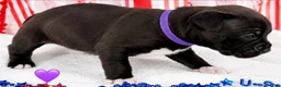 Mixed Breed dogs for sale: American Corso purple collar - Ad 6
