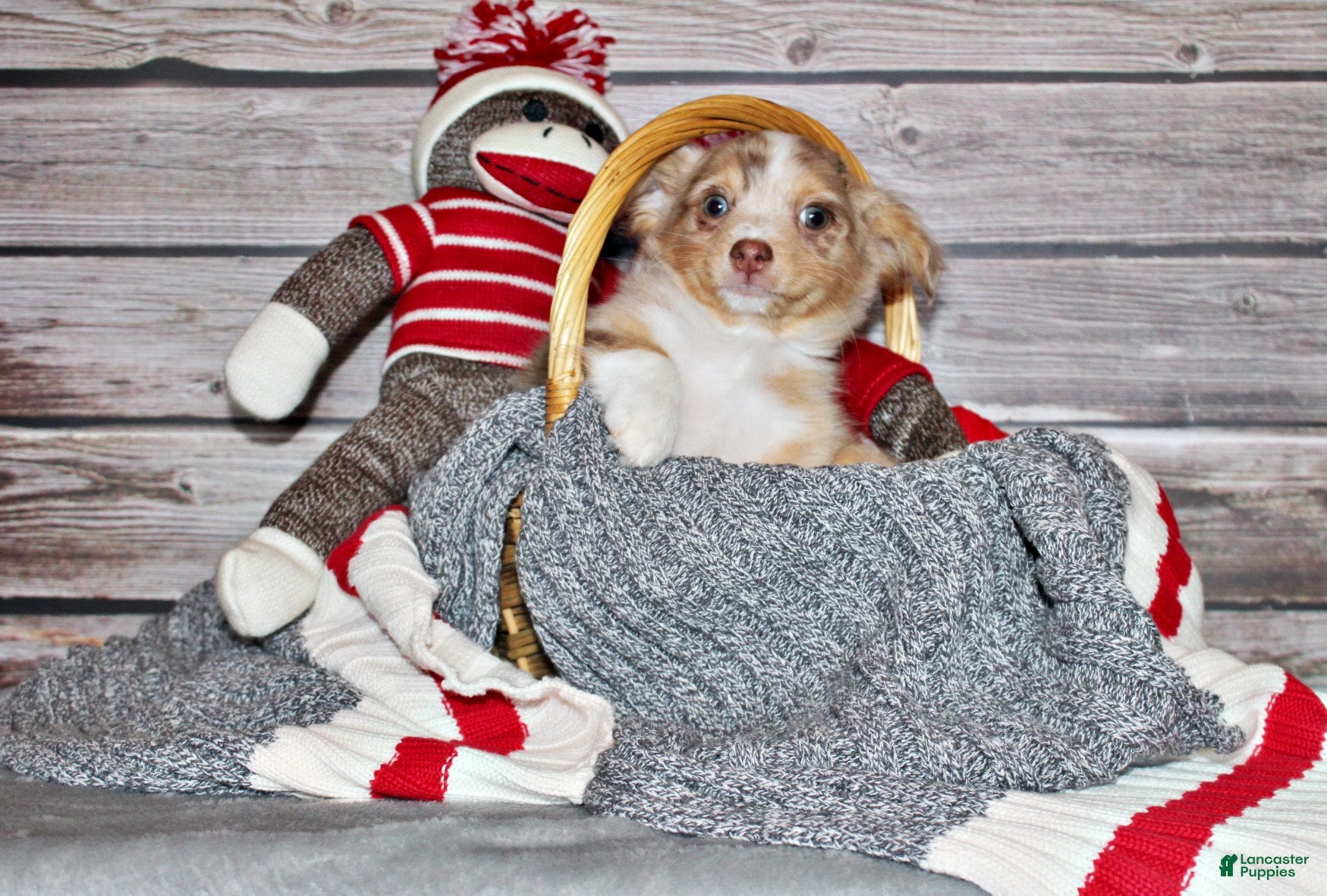 Chihuahua dogs Kreed - Ad 2