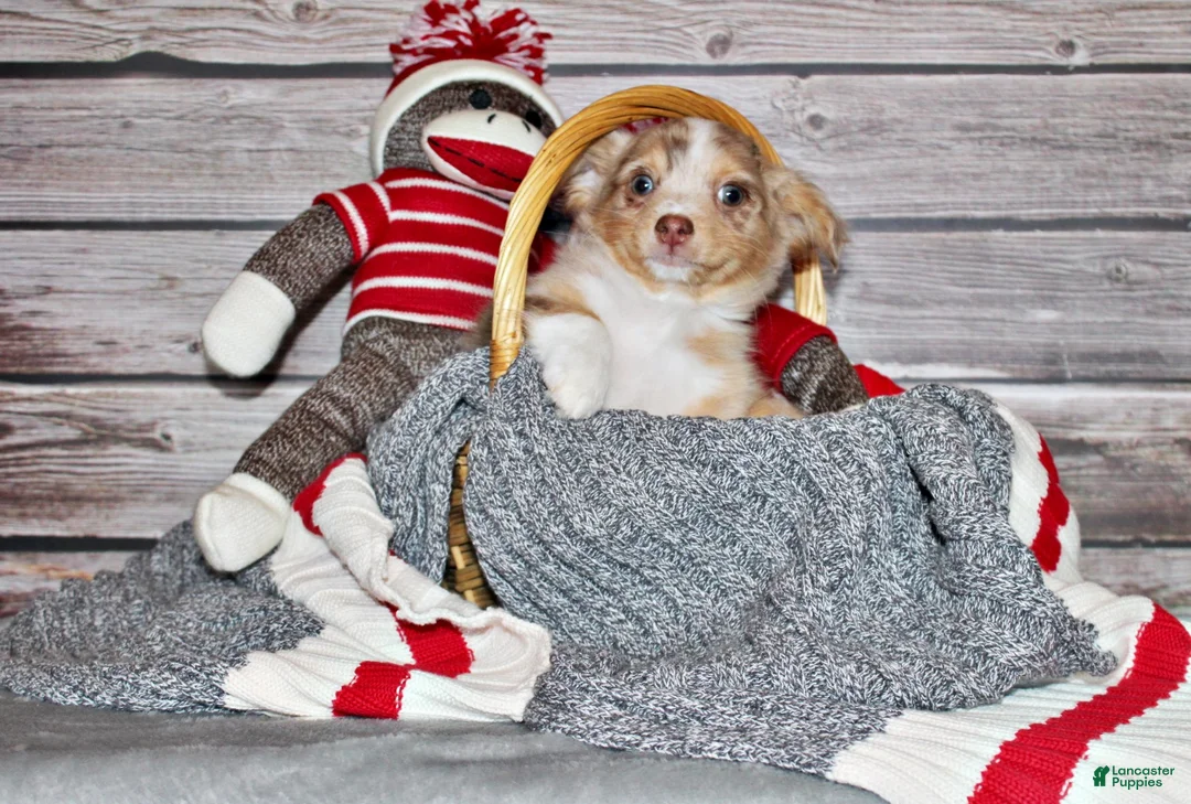 Chihuahua dogs for sale: Kreed - Ad 2