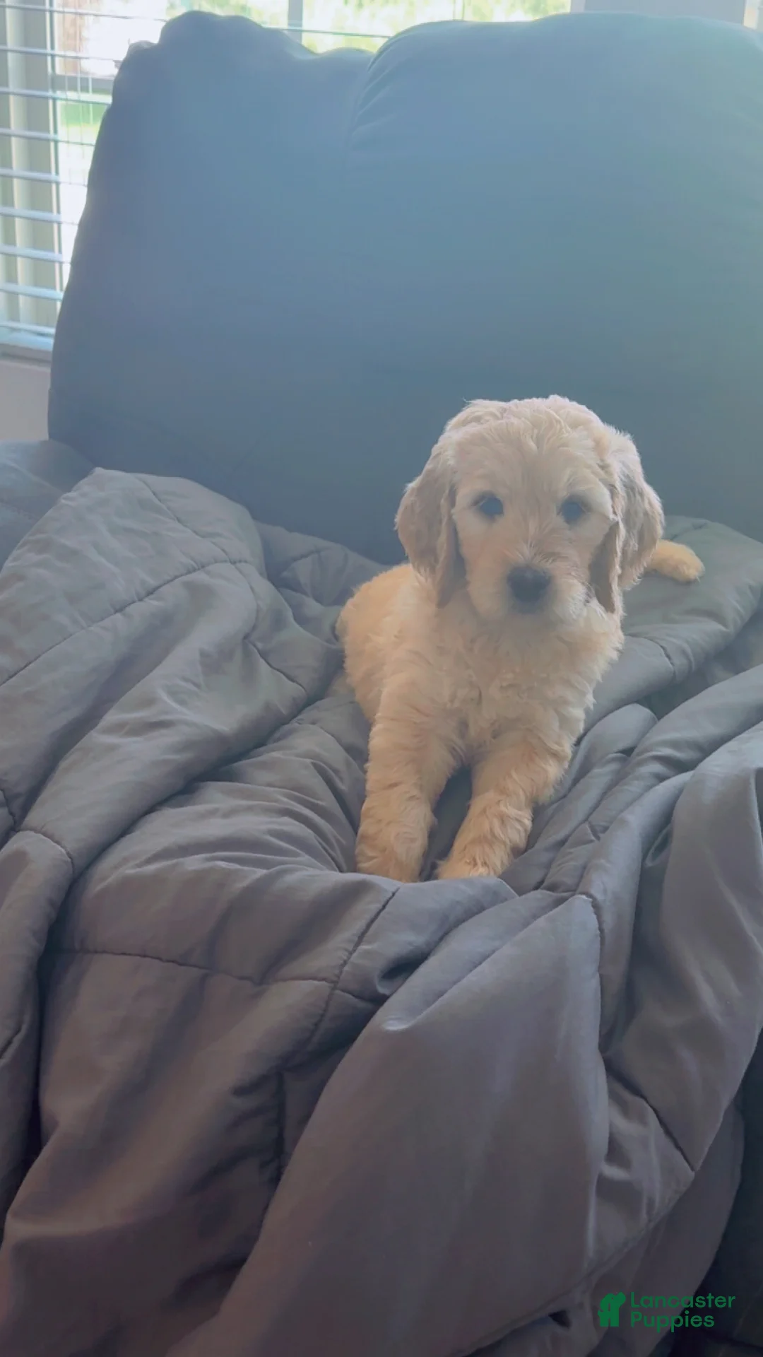 Goldendoodle dogs for sale: Goldendoodle Baby Girl Pink - Ad 2