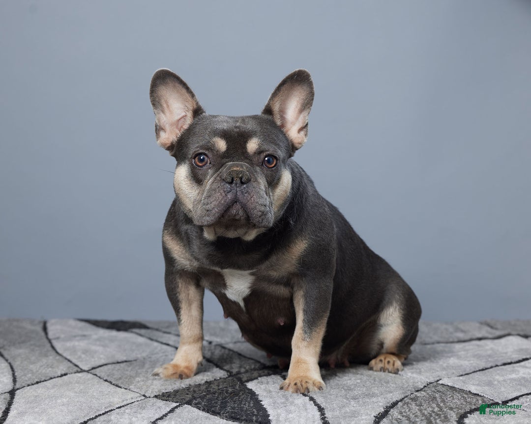 French Bulldog dogs for sale: Connor - Ad 7