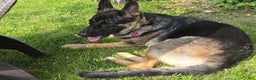 German Shepherd dogs for sale: Midnight - Ad 3