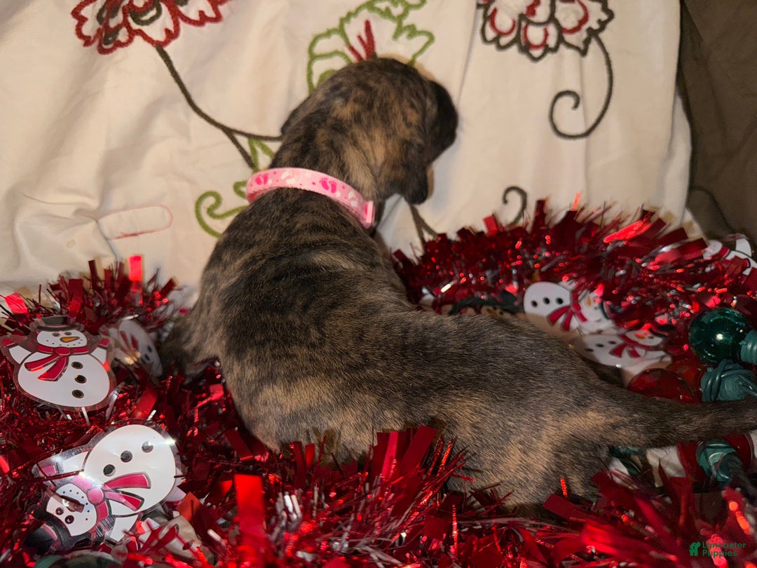 Great Dane dogs for sale: Erica - Ad 5