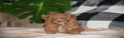 Toy Poodle dogs for sale: Sahara - Ad 3