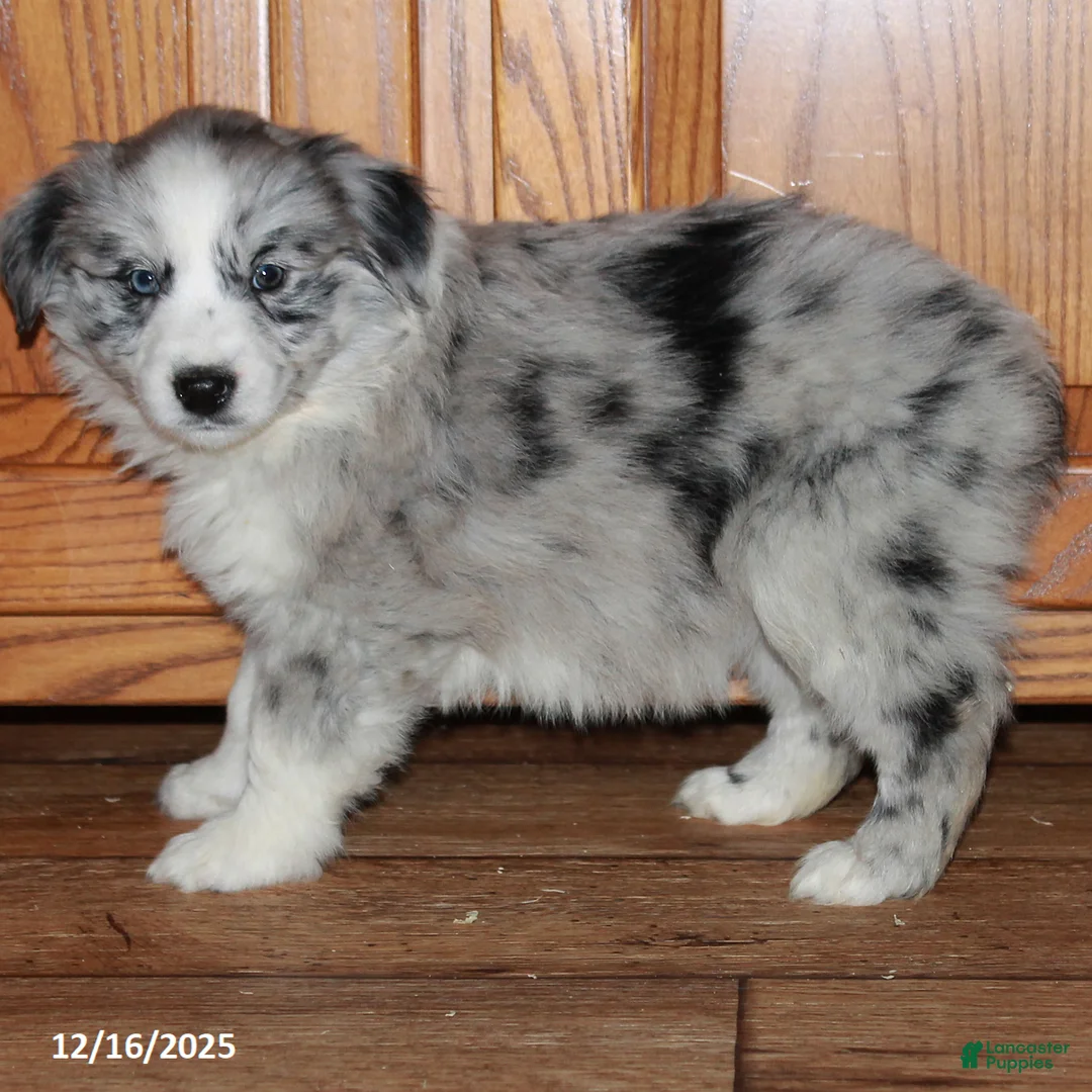 Australian Shepherd dogs for sale: Cathy - Ad 3