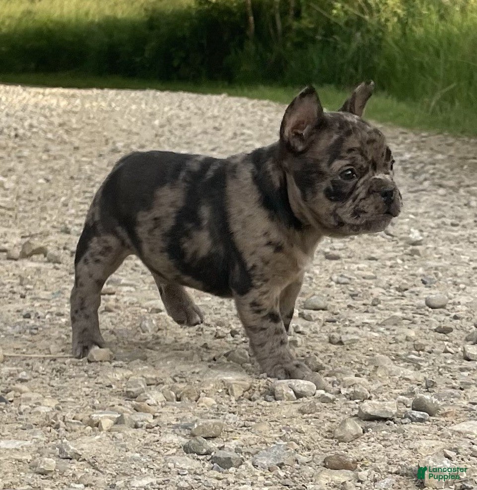 French Bulldog dogs Tiger - Ad 2