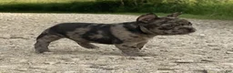 French Bulldog dogs for sale: Tiger - Ad 2