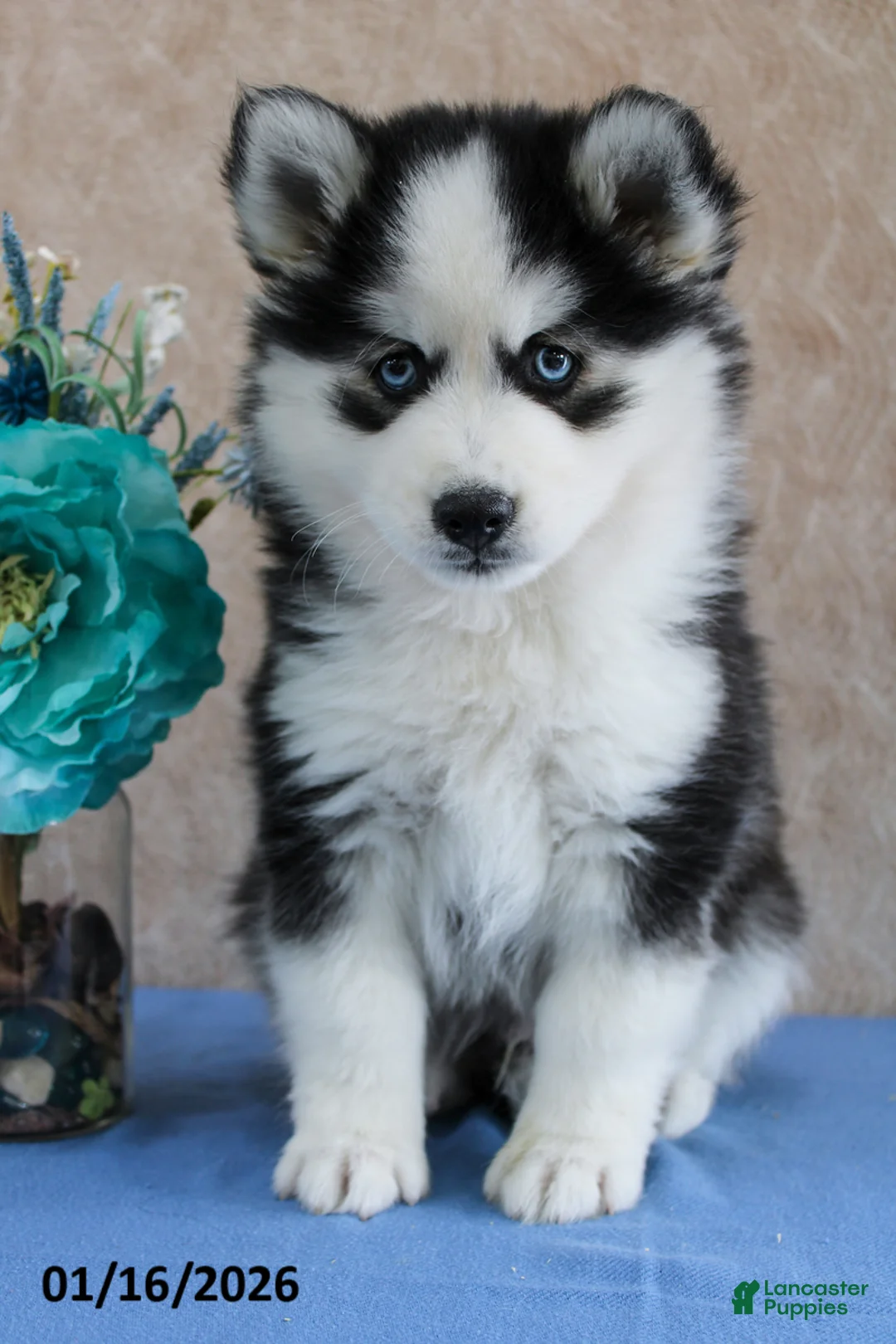 Pomsky dogs for sale: Eli  - Ad 5
