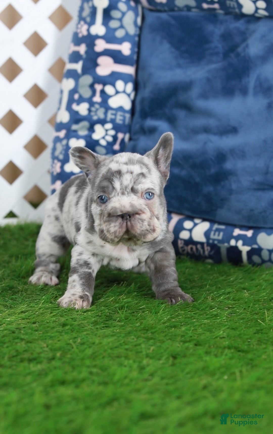 French Bulldog dogs for sale: Monica  - Ad 3