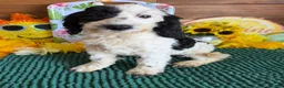 Labradoodle dogs for sale: Oreo - Ad 9