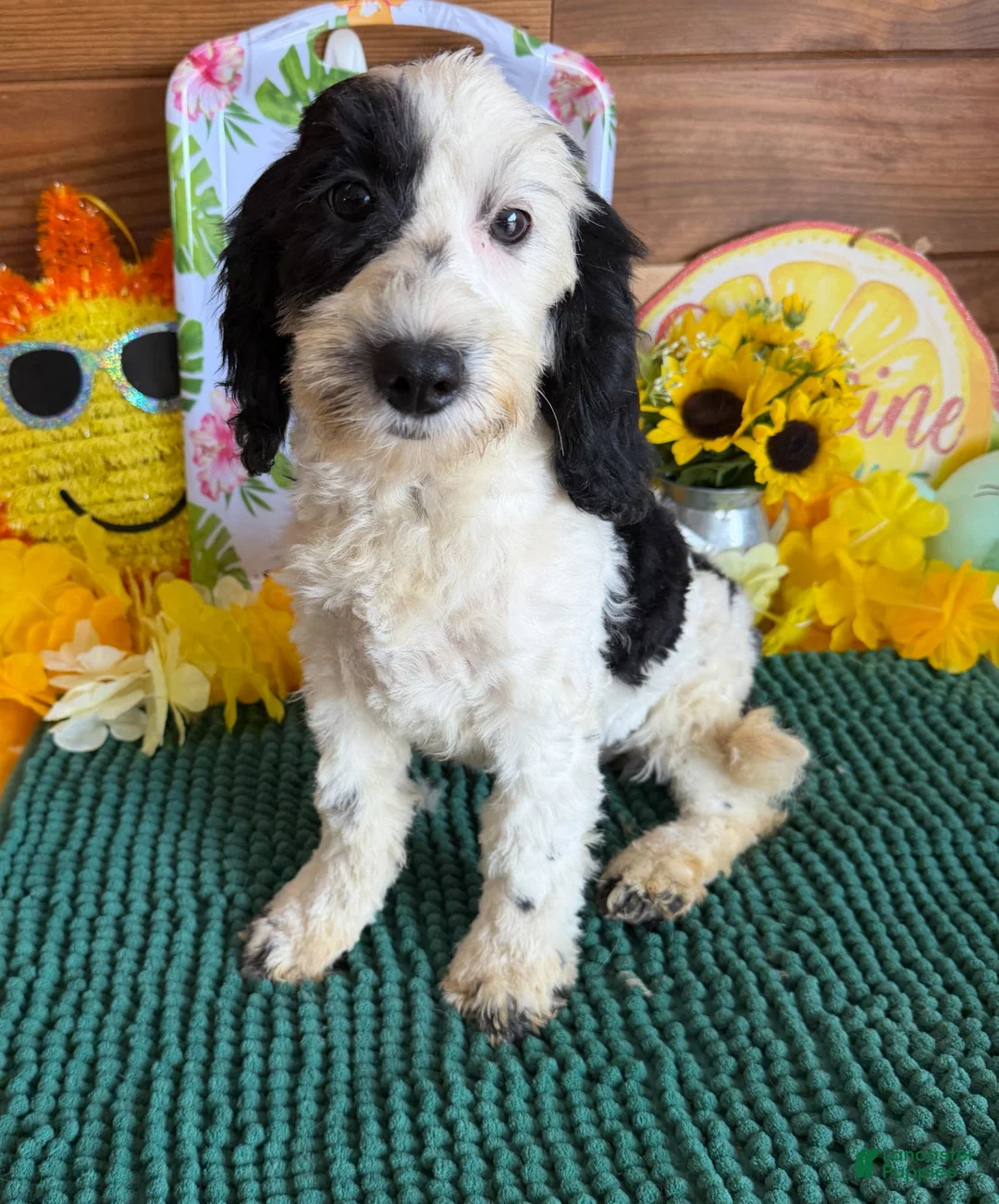 Labradoodle dogs for sale: Oreo - Ad 9