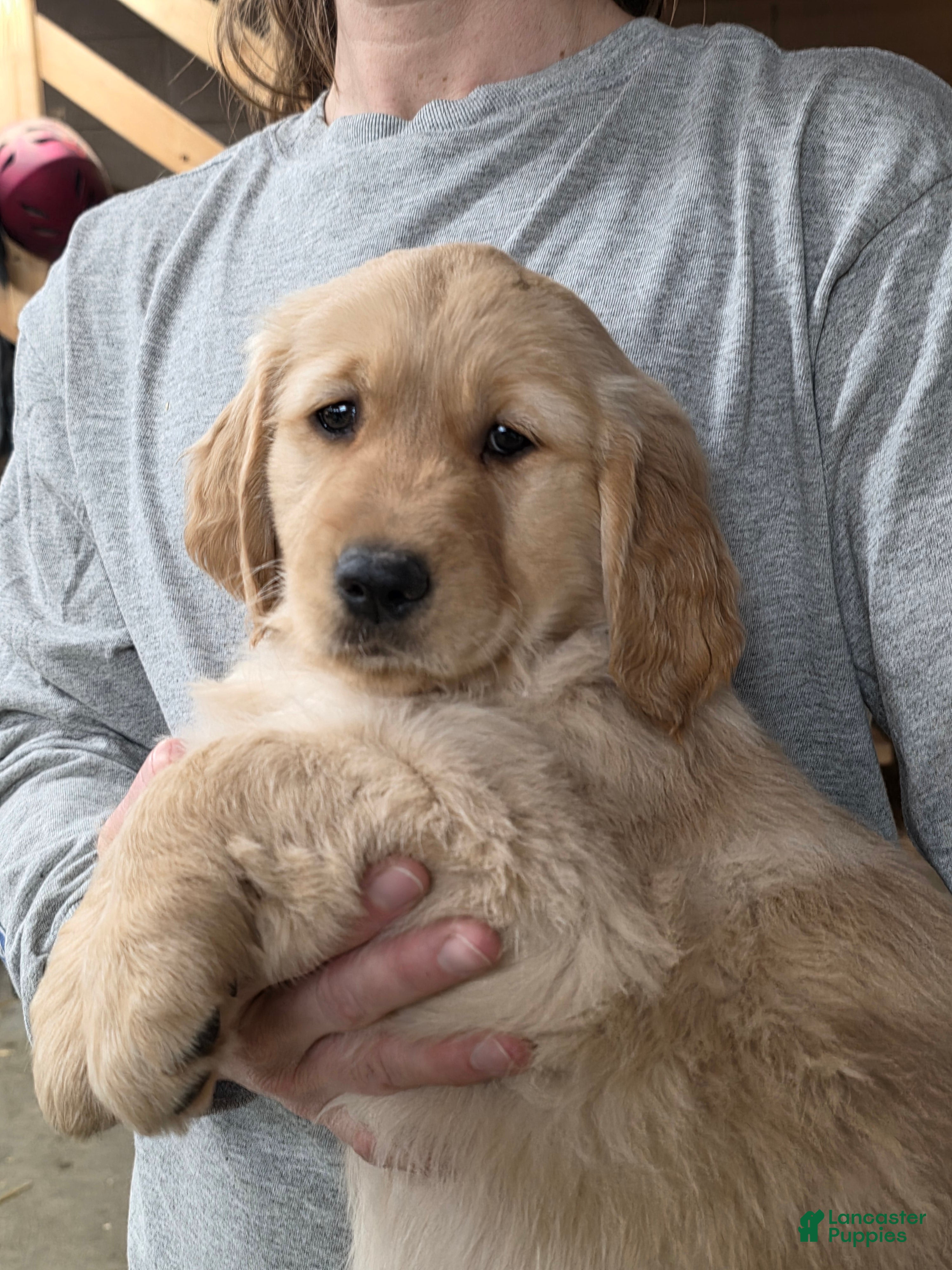 Golden Retriever dogs Honey - Ad 1