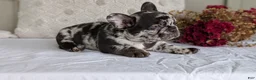 French Bulldog dogs for sale: Flash - Ad 7