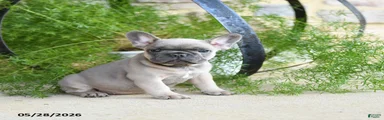Sofie