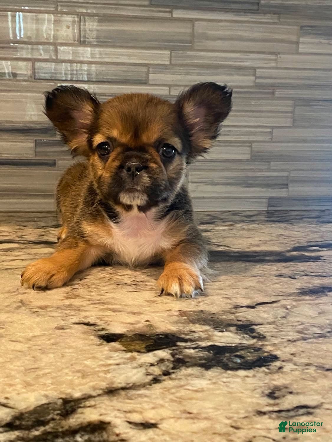 French Bulldog dogs Grizzly - Ad 26