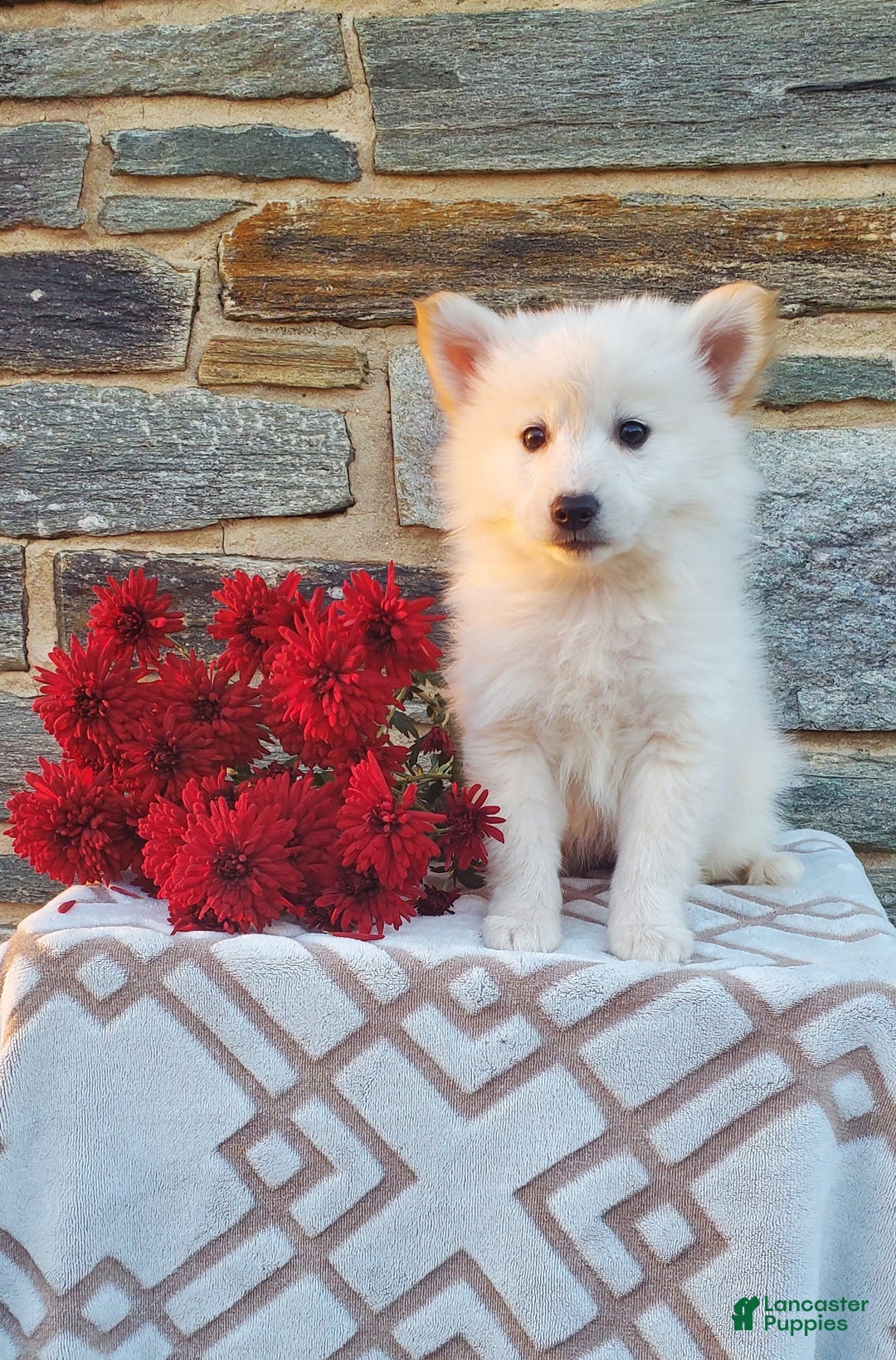 Mixed Breed dogs for sale:  Betsy - Ad 1