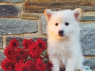 Mixed Breed dogs Betsy - Ad 9